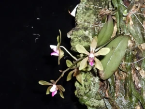 Bild von Phalaenopsis braceana 4